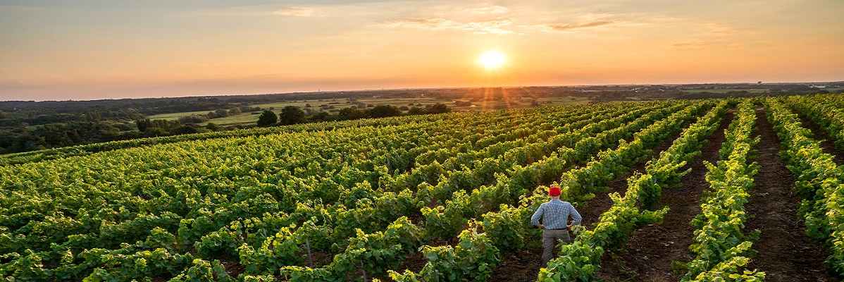 ensenadarutadelvino